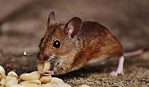 24 Hour & Emergency Exterminators in Pinecrest, FL